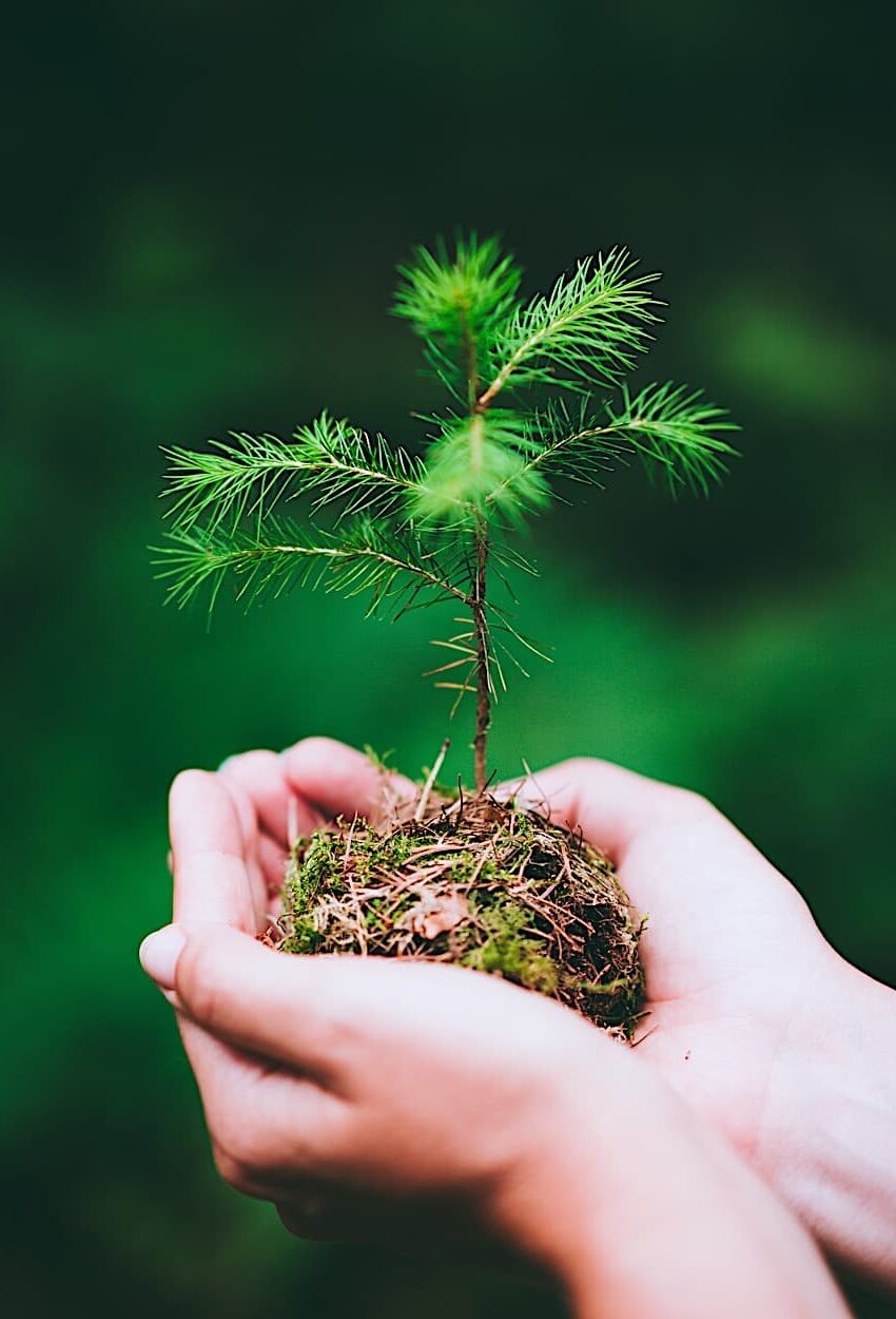 https://web.appdigital.de/wp-content/uploads/2023/09/female-hand-holding-sprout-wilde-pine-tree-in-natu-2021-08-27-21-27-11-utc-850x1250.jpg