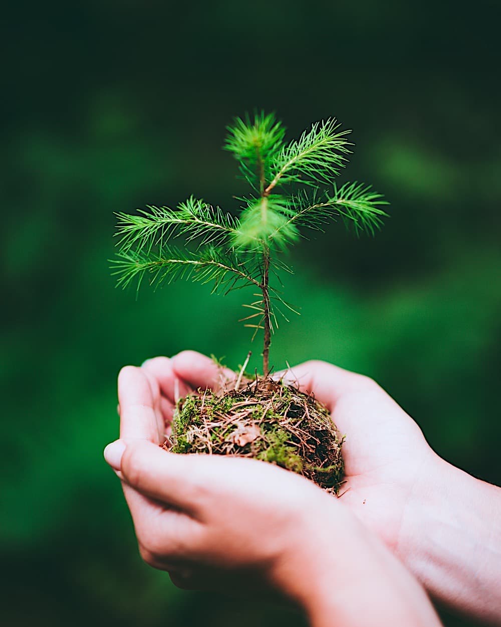 https://web.appdigital.de/wp-content/uploads/2023/09/female-hand-holding-sprout-wilde-pine-tree-in-natu-2021-08-27-21-27-11-utc.jpg